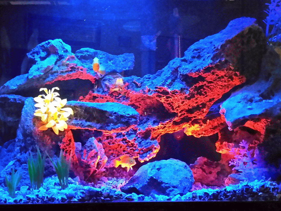 They said 29 gal was too small for yellow lab species tank Cichlid